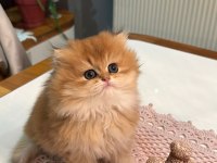 British Golden