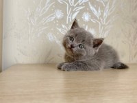 A KALİTE BRİTİSH SHORTHAİR KEDİRLER