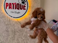 Toy Poodle Bebeğim