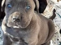 Ruhsatlı Köpek Çifliğinden Cane Corso Yavrular A Scrli