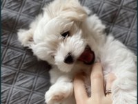 Teacup Maltese Terrier