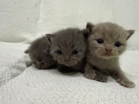 Orijinal British Shorthair yavruları