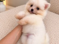Pomeranian Teddy Face Teacup 