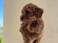 A kalite toy poodle