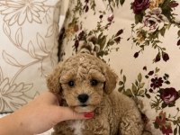 Mini Boy Maltipoo Oğlumuz