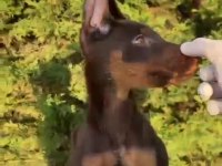 Estetikli şecereli king doberman