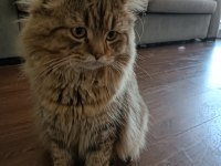 British longhair 1 yaşında