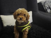 Toy Poodle Yavrular