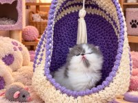 Safkan blue white pure persian yavrumuz