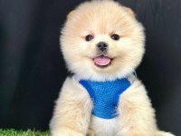 Sevimli Pomeranian Boo Yavrularımız