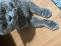 British shorthair kedisi