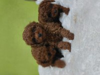 Kore bebekler 2 erkek bir dişi poodle