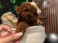 ANKARA NIN EN GÜZEL TOY POODLE YAVRULARI