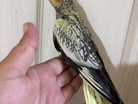 50 GÜNLÜK KUSURSUZ PEARL SULTAN PAPAĞANI BEBEK