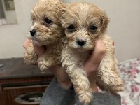Maltipoo dişi yavrumuz 7 ocak doğumlu 500 Gr