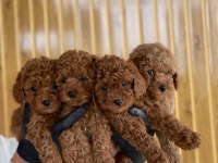 Referans Yavru Poodle