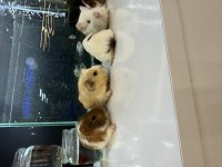 GİNEPİG YAVRULARI CİTYPETSHOP