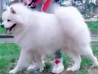 Üretim için safkan samoyed acil sahiplendirme
