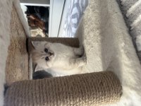 BRİTİSH SHORTHAİR KEDİLERİM