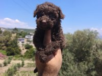Çikolata poodle yavrularımız