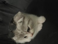 Rezerve açık 50 günlük scottish fold yavrular