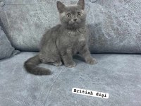 Blue british shorthair kediler izmir
