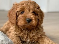 Mikro teacup orijinal maltipoo yavrularım