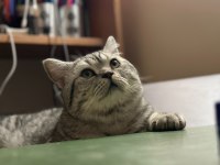 British shorthair oğluma dişi arıyorum