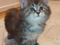 İlloai ve Arthur yavruları hepsi şampiyon adayı maine coon