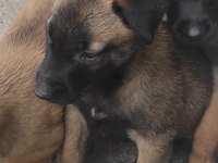 Malinois orjinal