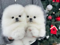 SHOW KALİTE POMERANİAN BOO YAVRULARIM