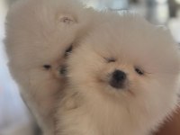 Show kalite pomeranian bebekler