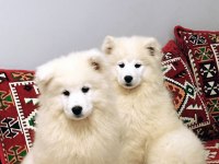 KIF-FCI ŞECERELİ MÜKEMMEL KALİTE SAMOYED SON 1 YAVRU