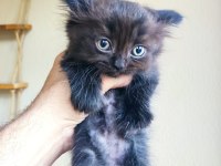 Kara scottish fold oğluma aile arıyorum