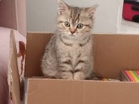 Takip şartlı sahiplendirme kedimiz