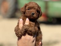Çiş Eğitimli Aşılı Küçük Boy Poodle