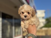 Tea cup kore maltipoo petmode de ziyarete açık