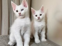 saf kan şecereli Beyaz Aslanlar maine coon yavruları