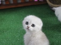 Full şecereli scottish fold yavrularım