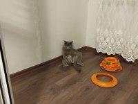 Ücretsiz Erkek British Acil Sahiplendirilecek