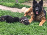 ALMAN ÇOBAN KÖPEĞİ YAVRULARI