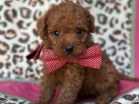 Minik Sevimli Toy Poodle Bebekler