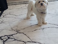 Maltese terrier 1,5 yaşında