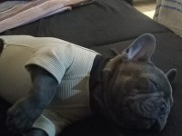 Ocak 10 doğumlu 2 karma yapıldı french bulldog