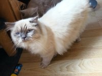 Blue Point Longhair Erkek 1 Yaşında