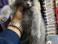 Kendi british shorthair yavrum british orjinal safkan