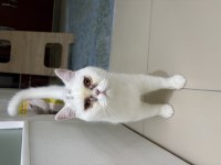 11 Aylık Erkek British Shorthair Kedimiz
