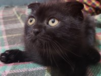 Scottish Fold Black Tabby Baby