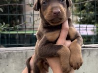Harika Anatomi Doberman Yavrular