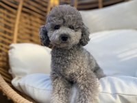 Özel Renk Siver Poodle